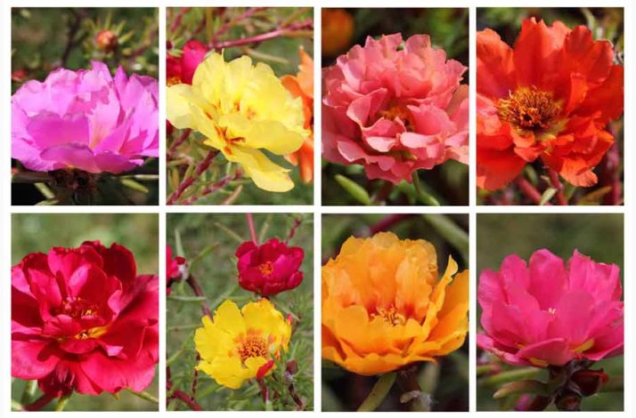 Portulakrschen Gefllte Mischung fyldte Portulakrose, blanding