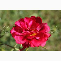 Portulakrschen Gefllte Mischung fyldte Portulakrose, blanding