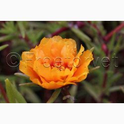 Portulakrschen Gefllte Mischung fyldte Portulakrose, blanding