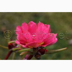 Portulakrschen Gefllte Mischung fyldte Portulakrose, blanding