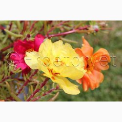 Portulakrschen Gefllte Mischung fyldte Portulakrose, blanding