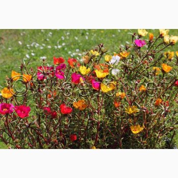 Portulakrose, blanding