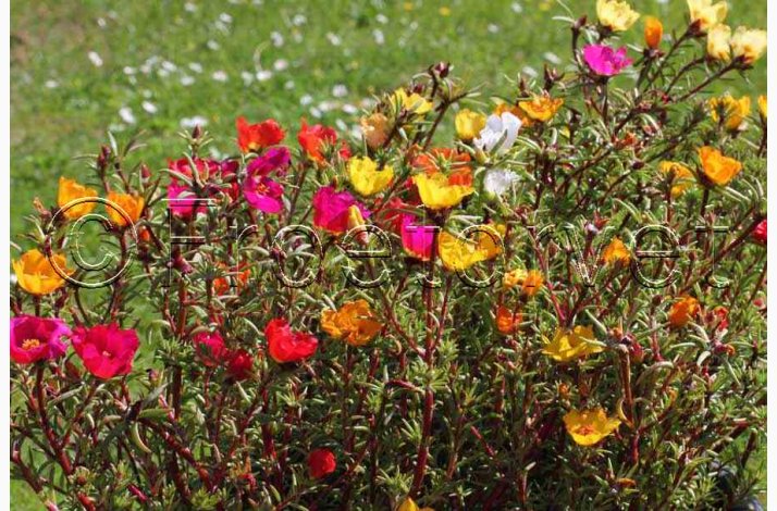 Portulakrose, blanding