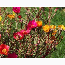 Portulakrose, blanding