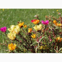 Portulakrose, blanding