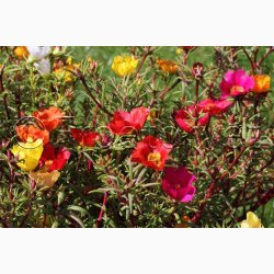 Portulakrose, blanding