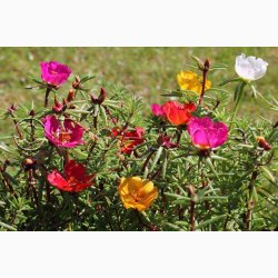 Portulakrose, blanding