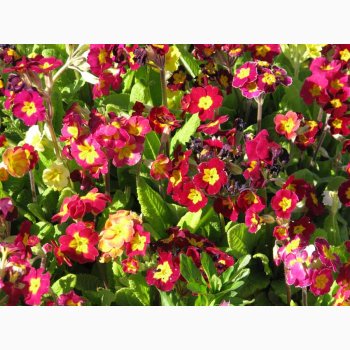 Primula elatior hybrid � Storblomstret Primula mix (30 fr�)