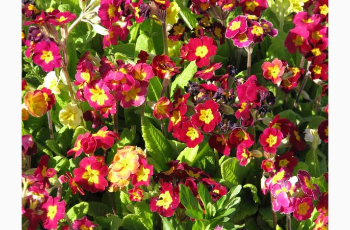 Primula elatior hybrid � Storblomstret Primula mix (30 fr�)
