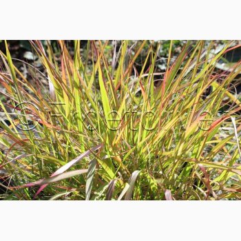 Prydgrs fr Eragrostis spectabilis - Lilla krlighedsgrs (25 fr)
