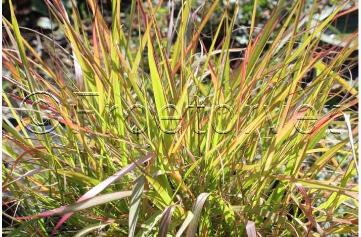 Prydgrs fr Eragrostis spectabilis - Lilla krlighedsgrs (25 fr)