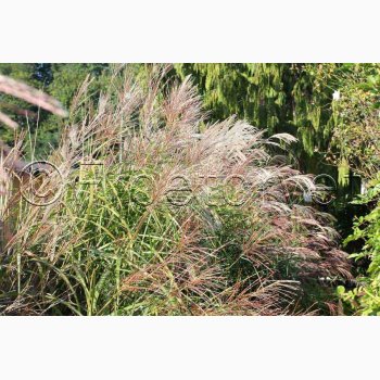Prydgrs fr Miscanthus Sinensis Nye hybrider - Elefantgrs (30 fr)