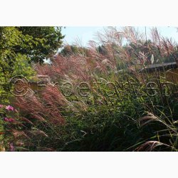 Prydgrs fr Miscanthus Sinensis Nye hybrider - Elefantgrs (30 fr)