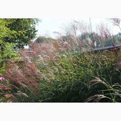 Prydgrs fr Miscanthus Sinensis Nye hybrider - Elefantgrs (30 fr)