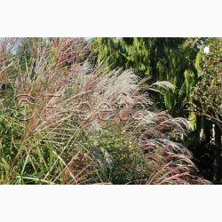 Prydgrs fr Miscanthus Sinensis Nye hybrider - Elefantgrs (30 fr)