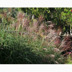 Prydgrs fr Miscanthus Sinensis Nye hybrider - Elefantgrs (30 fr)