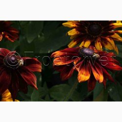 RUDBECKIA hirta, Autumn Colors - Solhat (15 fr)