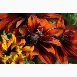 RUDBECKIA hirta, Autumn Colors - Solhat (15 fr)