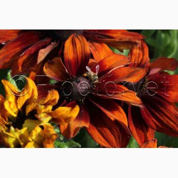 RUDBECKIA hirta, Autumn Colors - Solhat (15 fr)
