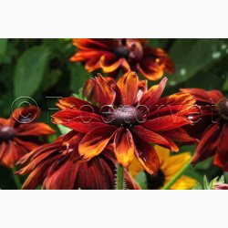 RUDBECKIA hirta, Autumn Colors - Solhat (15 fr)