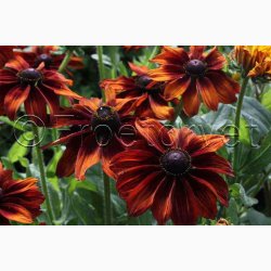 RUDBECKIA hirta, Autumn Colors - Solhat (15 fr)