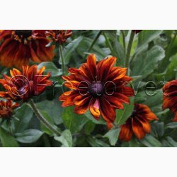 RUDBECKIA hirta, Autumn Colors - Solhat (15 fr)