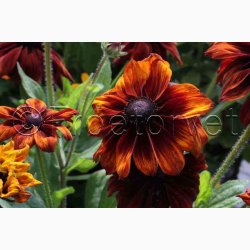 RUDBECKIA hirta, Autumn Colors - Solhat (15 fr)
