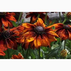 RUDBECKIA hirta, Autumn Colors - Solhat (15 fr)
