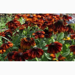 RUDBECKIA hirta, Autumn Colors - Solhat (15 fr)