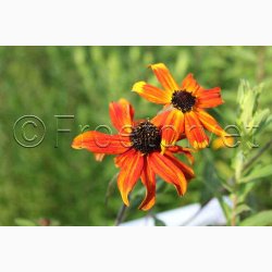 RUDBECKIA triloba Prairie Glow - Solhat (20 fr)