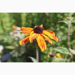 RUDBECKIA triloba Prairie Glow - Solhat (20 fr)