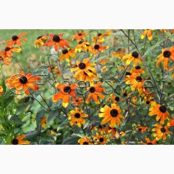 RUDBECKIA triloba Prairie Glow - Solhat (20 fr)