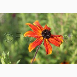 RUDBECKIA triloba Prairie Glow - Solhat (20 fr)