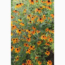 RUDBECKIA triloba Prairie Glow - Solhat (20 fr)