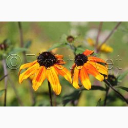 RUDBECKIA triloba Prairie Glow - Solhat (20 fr)