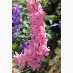 Ridderspore, blanding Exquisit - Sommerridderspore (min.100 fr)