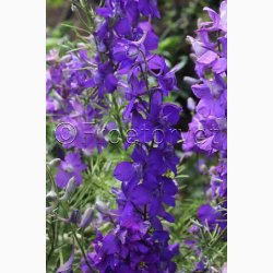 Ridderspore, blanding Exquisit - Sommerridderspore (min.100 fr)