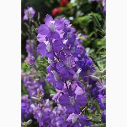 Ridderspore, blanding Exquisit - Sommerridderspore (min.100 fr)