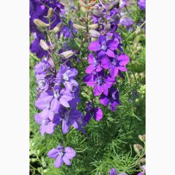 Ridderspore, blanding Exquisit - Sommerridderspore (min.100 fr)