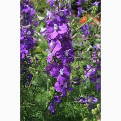 Ridderspore, blanding Exquisit - Sommerridderspore (min.100 fr)