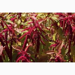 Rd rvehale Roter Gartenamaranth - Amaranthus caudatus