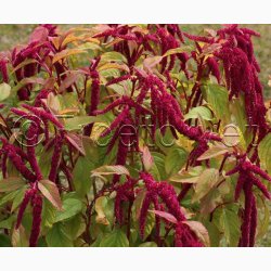 Rd rvehale Roter Gartenamaranth - Amaranthus caudatus