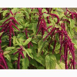 Rd rvehale Roter Gartenamaranth - Amaranthus caudatus