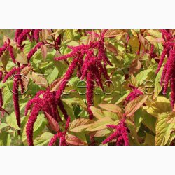 Rd rvehale Roter Gartenamaranth - Amaranthus caudatus