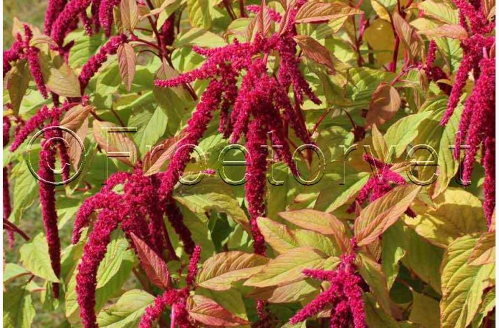 Rd rvehale Roter Gartenamaranth - Amaranthus caudatus