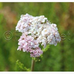 Rllike, bl., Summer Pastells (500 fr)