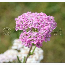 Rllike, bl., Summer Pastells (500 fr)