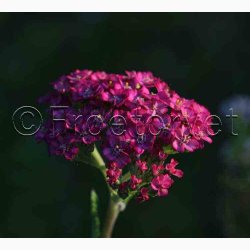 Rllike, bl., Summer Pastells (500 fr)