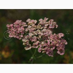 Rllike, bl., Summer Pastells (500 fr)