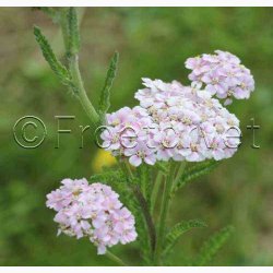 Rllike, bl., Summer Pastells (500 fr)